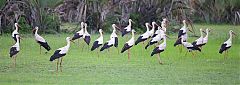 White Stork